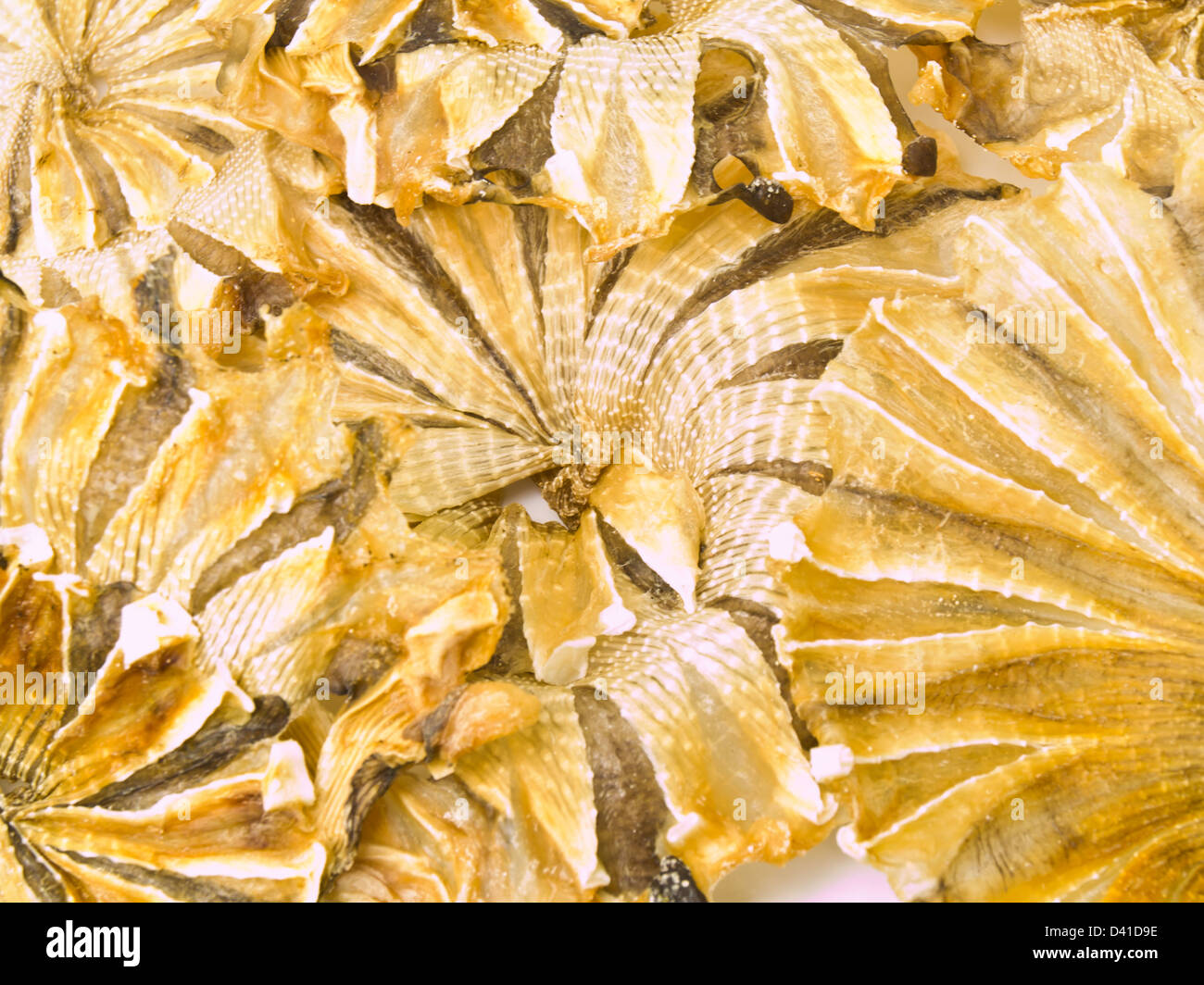Runde getrocknete Fische aus Thailand als Hintergrund Stockfoto