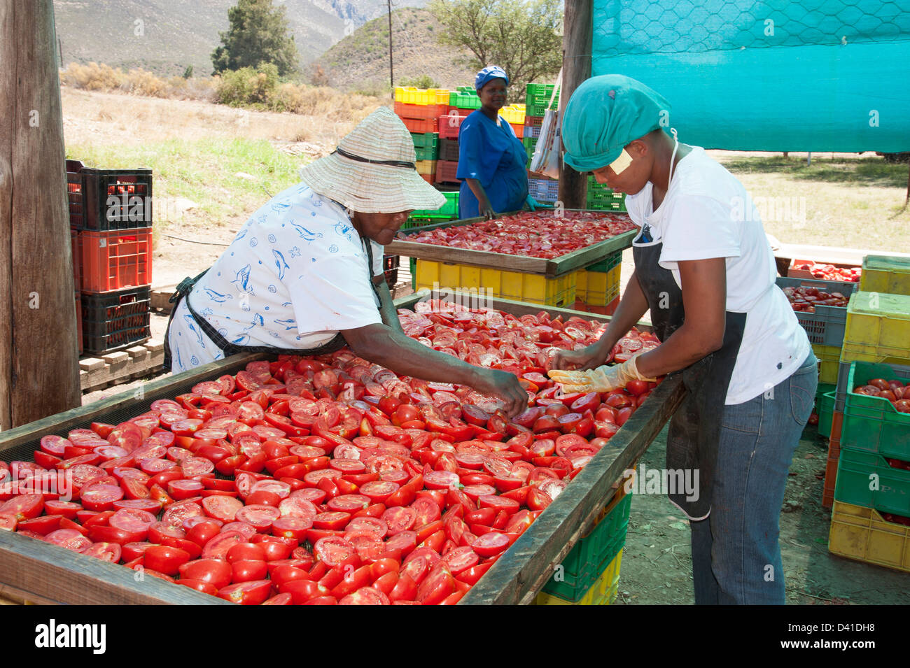 Arbeiter bereiten frisch geerntete Tomaten zum Trocknen in der Sonne. Trockenfrüchte-Industrie Stockfoto