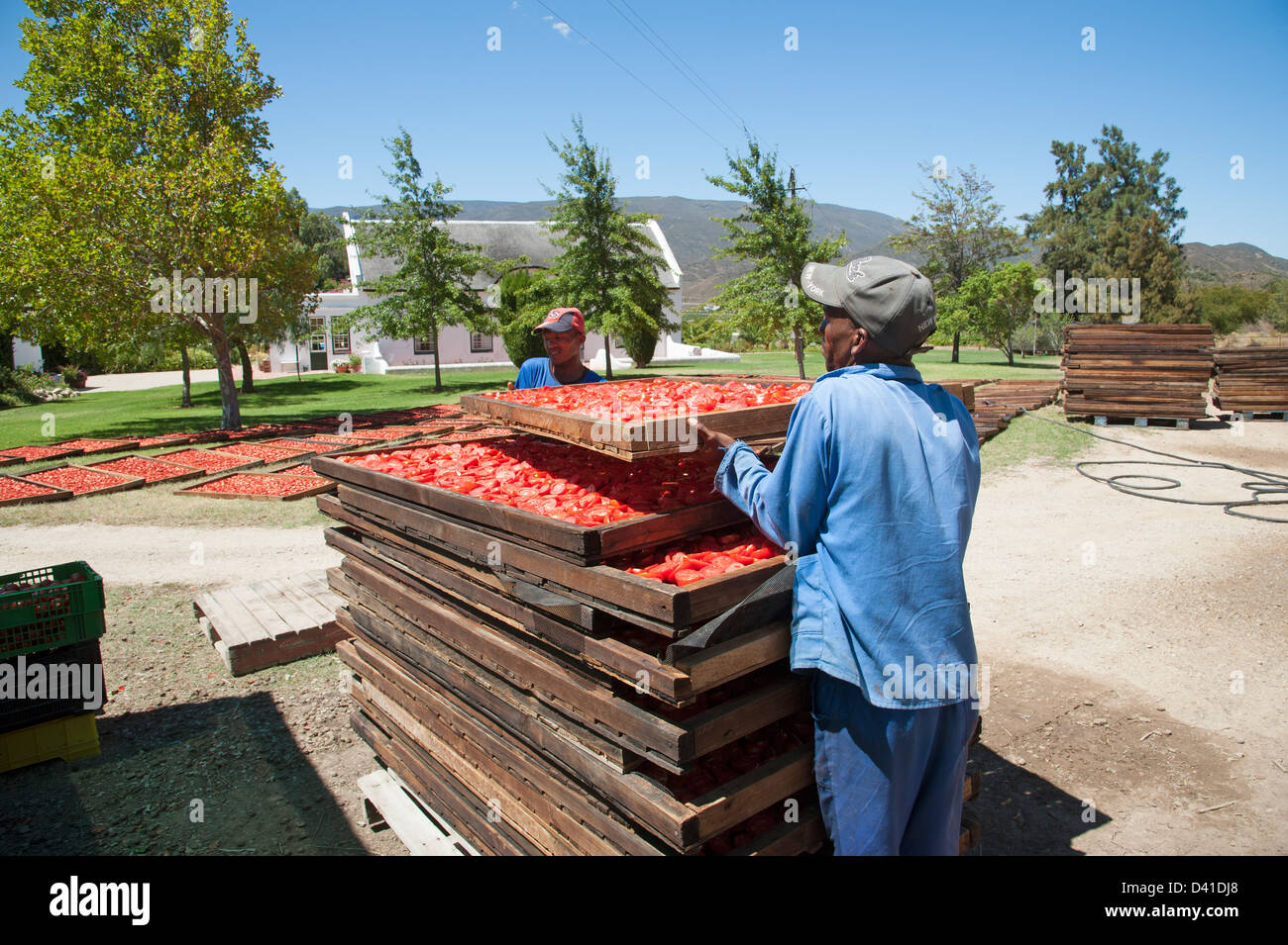 Arbeiter bereiten frisch geerntete Tomaten zum Trocknen in der Sonne. Getrocknete Früchte Industrie Stapeln Tabletts beladen mit Tomaten Stockfoto