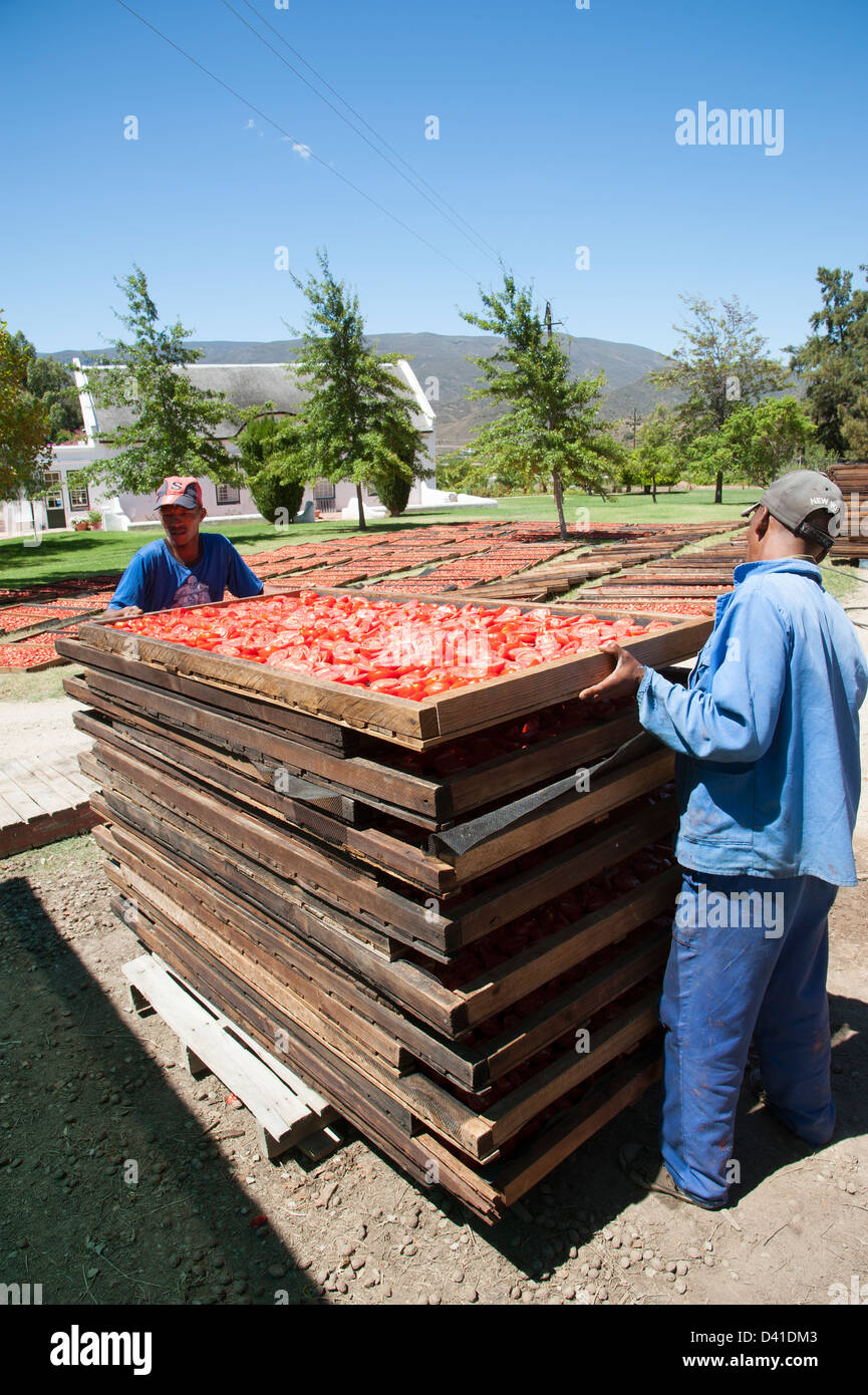 Arbeiter bereiten frisch geerntete Tomaten zum Trocknen in der Sonne. Trockenfrüchte-Industrie, Tabletts stapelbar Stockfoto