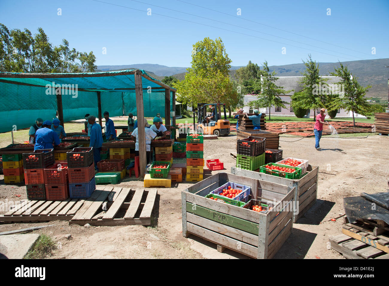Arbeiter bereiten frisch geerntete Tomaten zum Trocknen in der Sonne. Trockenfrüchte-Industrie Stockfoto