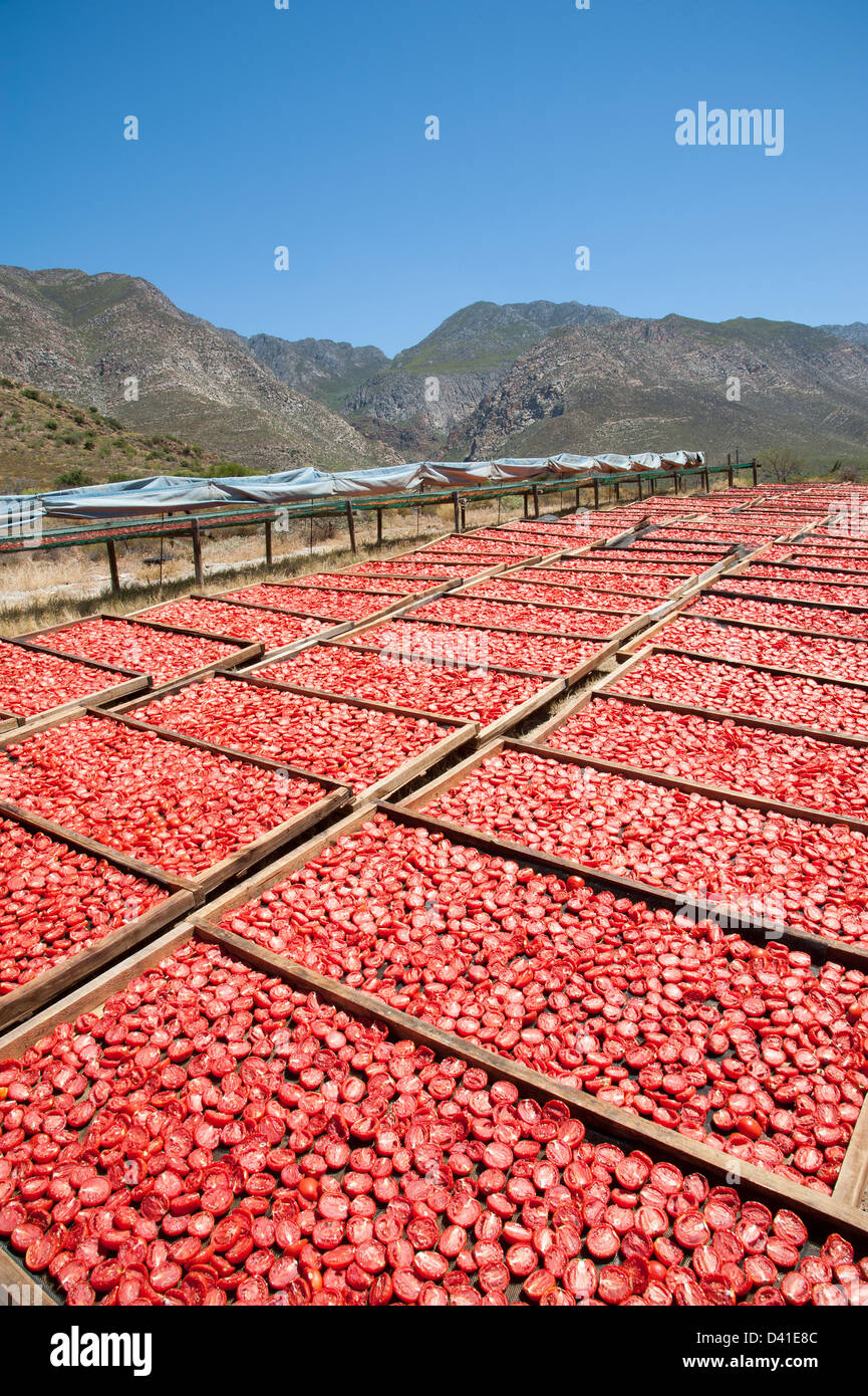 Tomaten trocknen in der Sonne auf einem Montagu Bauernhof Western Cape Südafrika Stockfoto