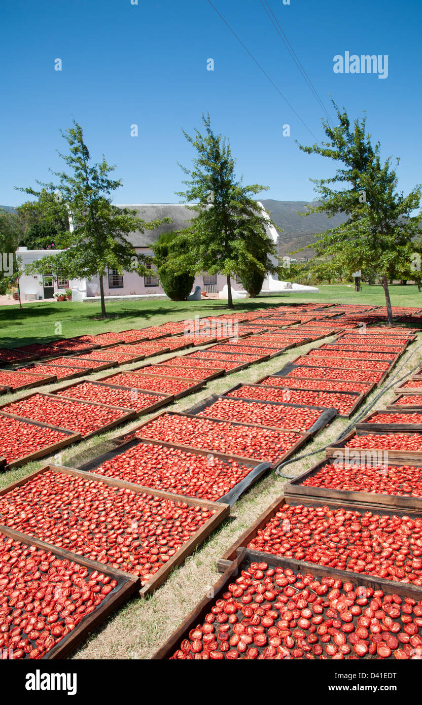 Tomaten trocknen in der Sonne auf einem Montagu Bauernhof Western Cape Südafrika Stockfoto