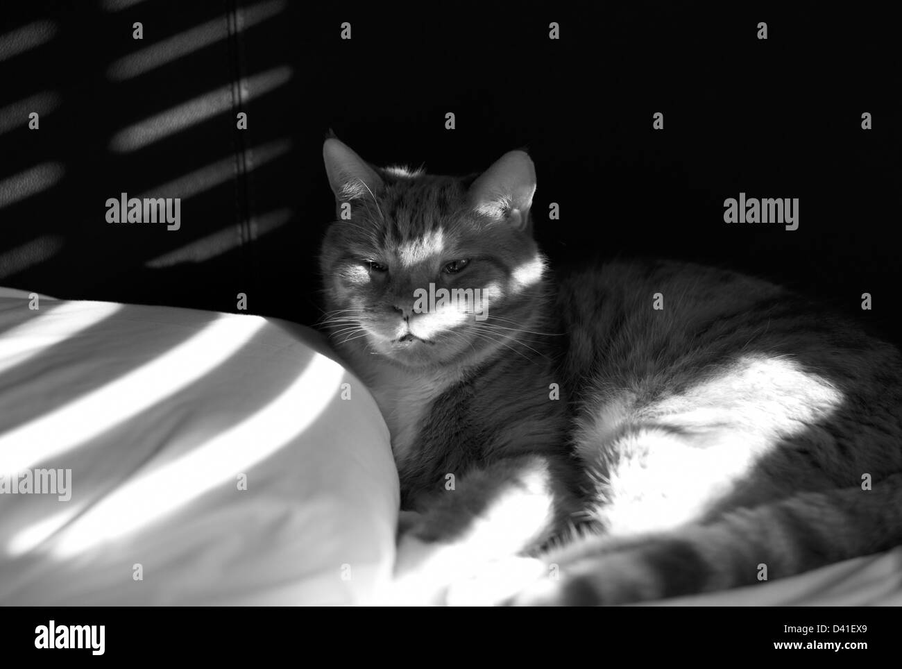 Ingwer Katze In Licht und Schatten B&W Stockfoto