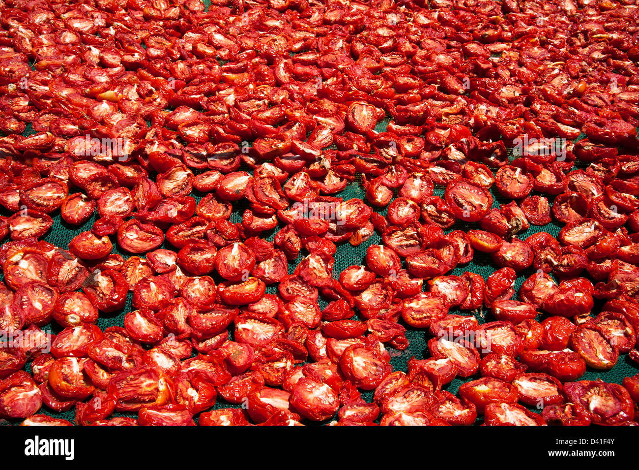 Südafrikanische Tomaten auf Gestellen in der Sonne trocknen Stockfoto
