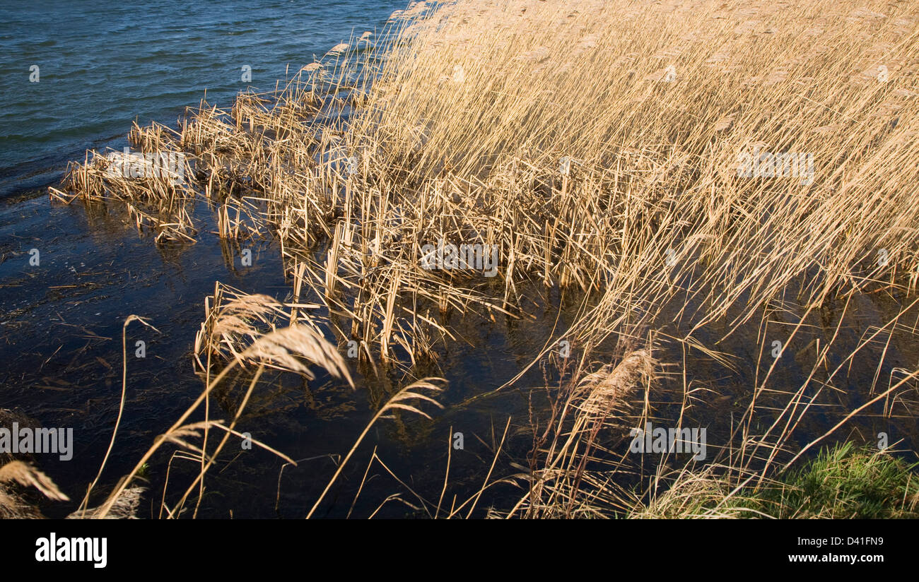 Detail der Feuchtgebiet Röhricht von Seite der Teich, Bawdsey, Suffolk, England Stockfoto