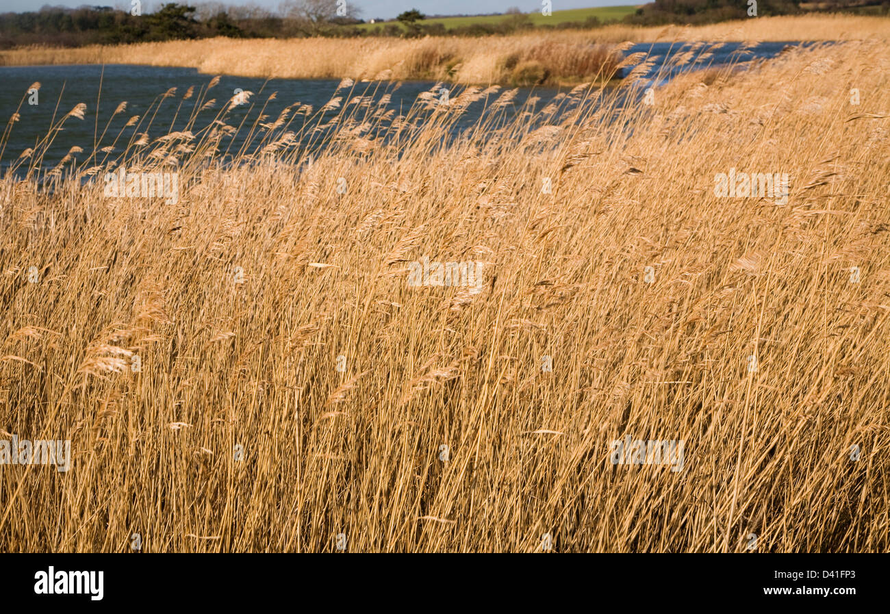 Detail der Feuchtgebiet Röhricht von Seite der Teich, Bawdsey, Suffolk, England Stockfoto