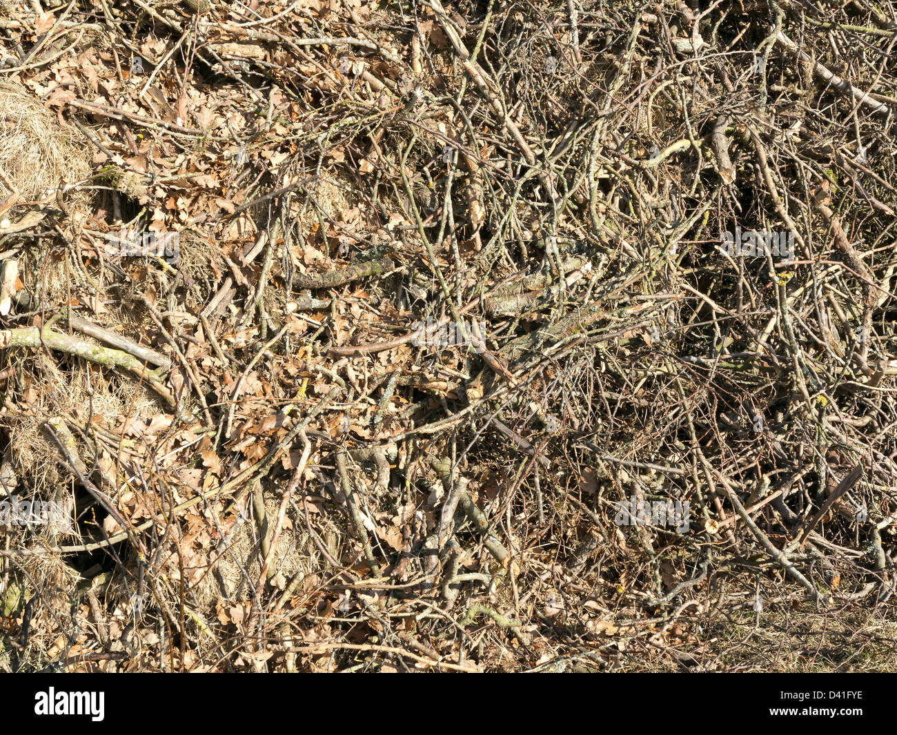 Nahaufnahme von Reisig Stockfoto