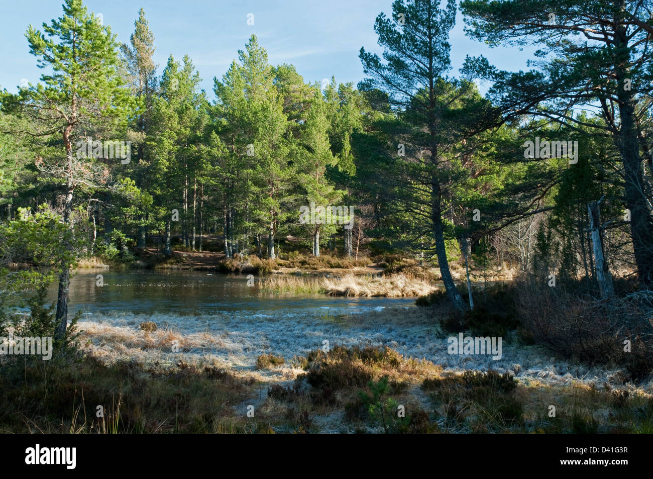 Loch Morlich Auslauf in Fluss Luineag Stockfoto