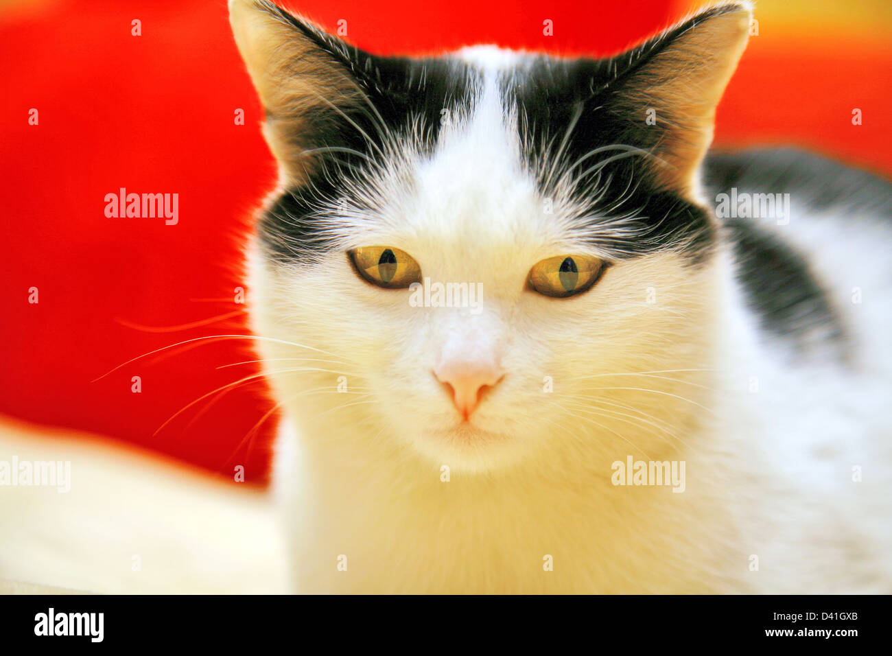 Gelbe Augen Katze Stockfoto