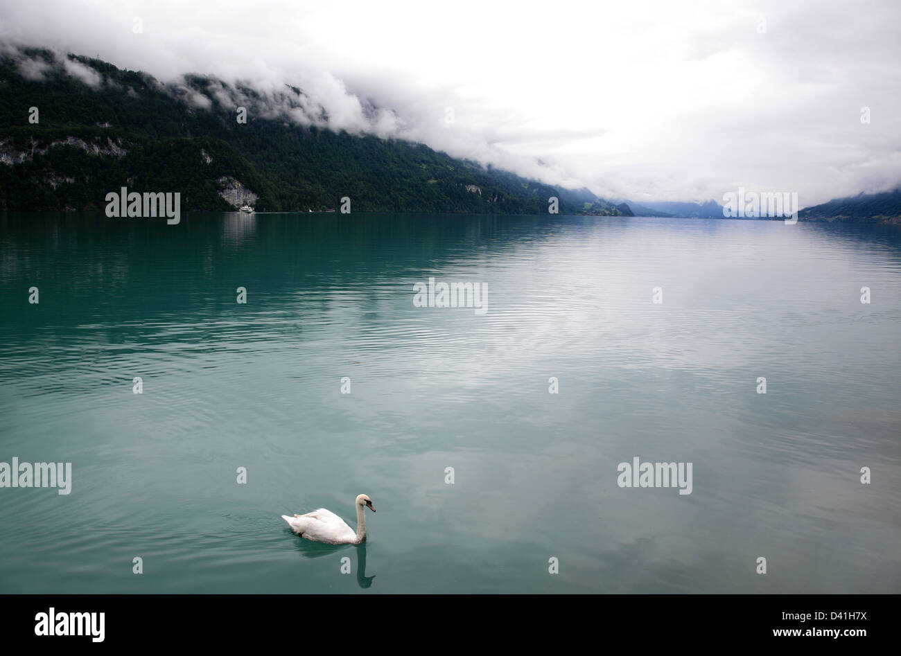 Weißer Schwan im Nebel See Stockfoto