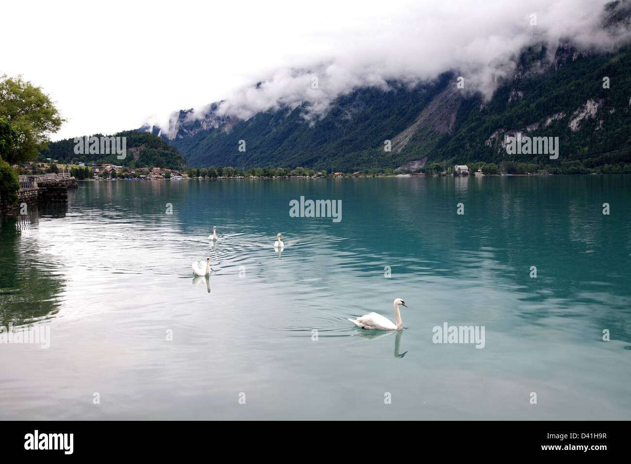 Weiße Schwäne im Nebel alpine Brienzer See in der Schweiz Stockfoto Weiße Schwäne im Nebel alpine Brienzer See in der Schweiz Stockfoto