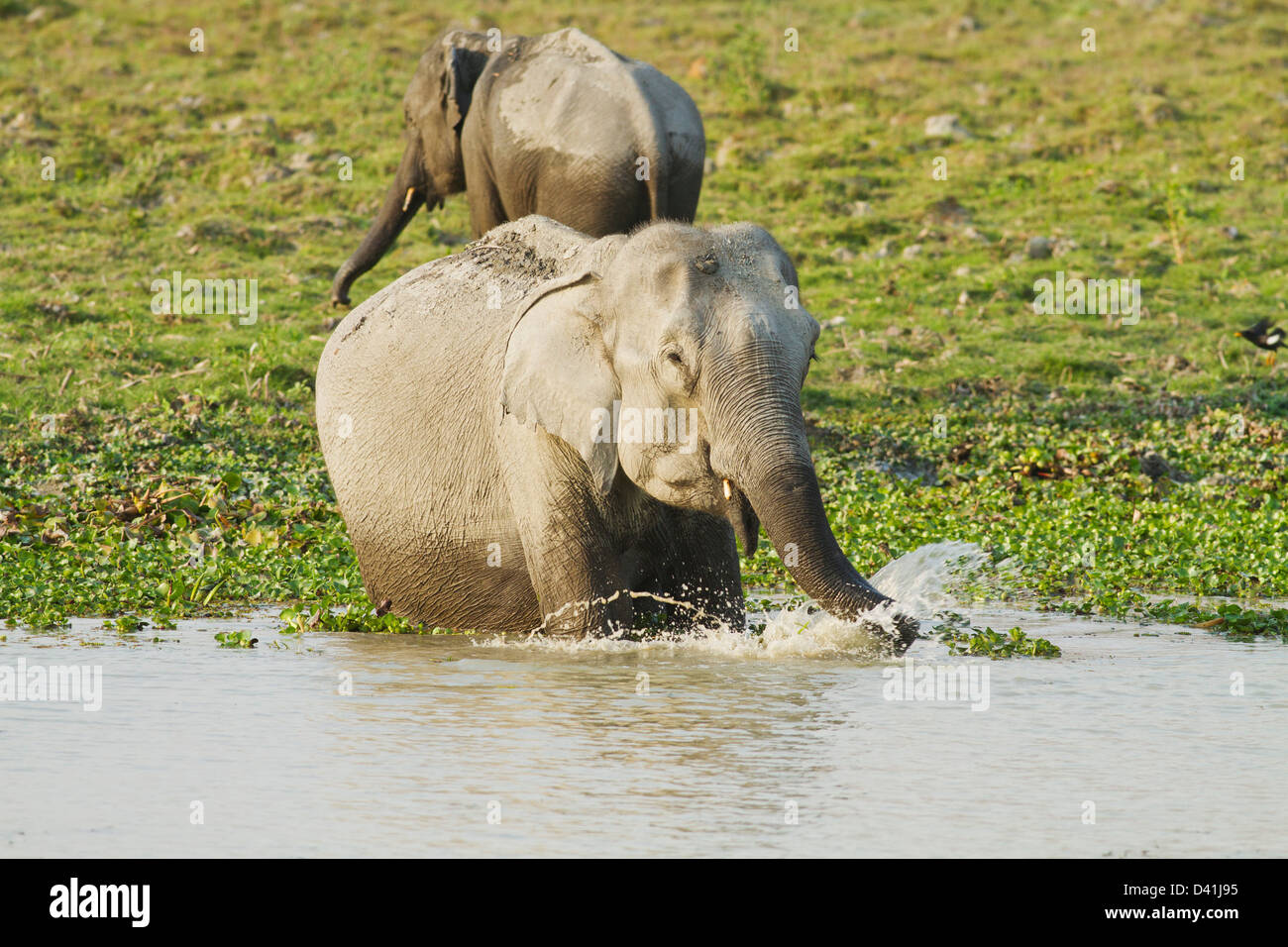 Indische Elefanten und Kälberfütterung im Fluss Brahamputra, Kaziranga Nationalpark, Indien. Stockfoto