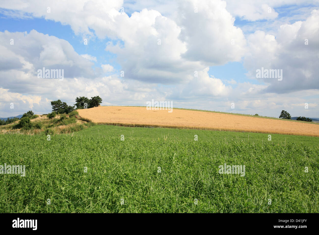 Landschaft der Freiheit - blauer Himmel, grüne Wiese und Berg mit Wald im sonnigen Sommertag. Frankreich. Stockfoto