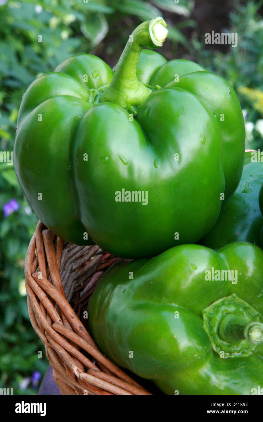 Frische Paprika nur aus Garten Stockfoto