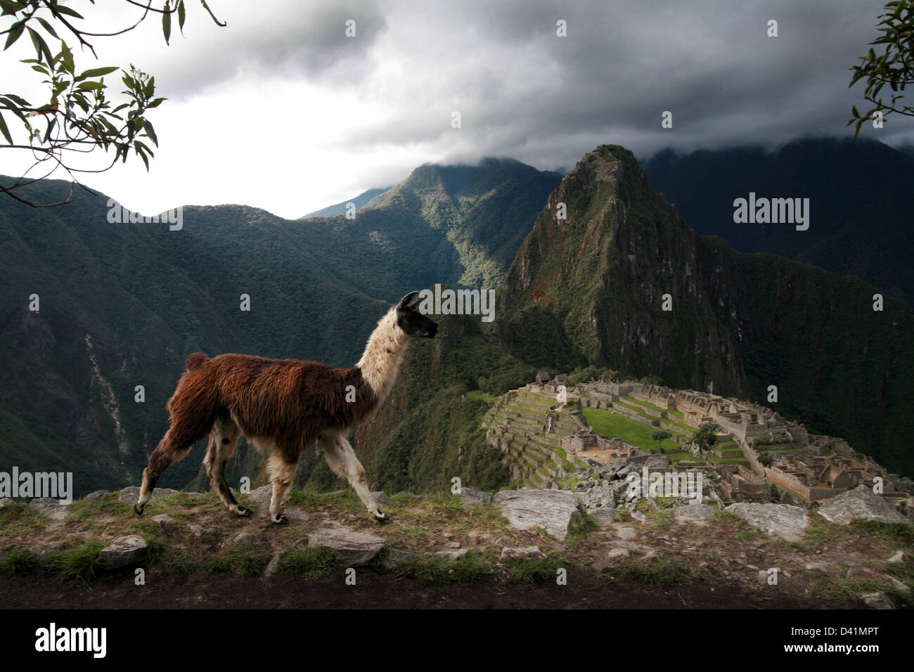 Lama-Blick über die Machu Picchu mit Huayna Picchu Berg im Hintergrund Stockfoto