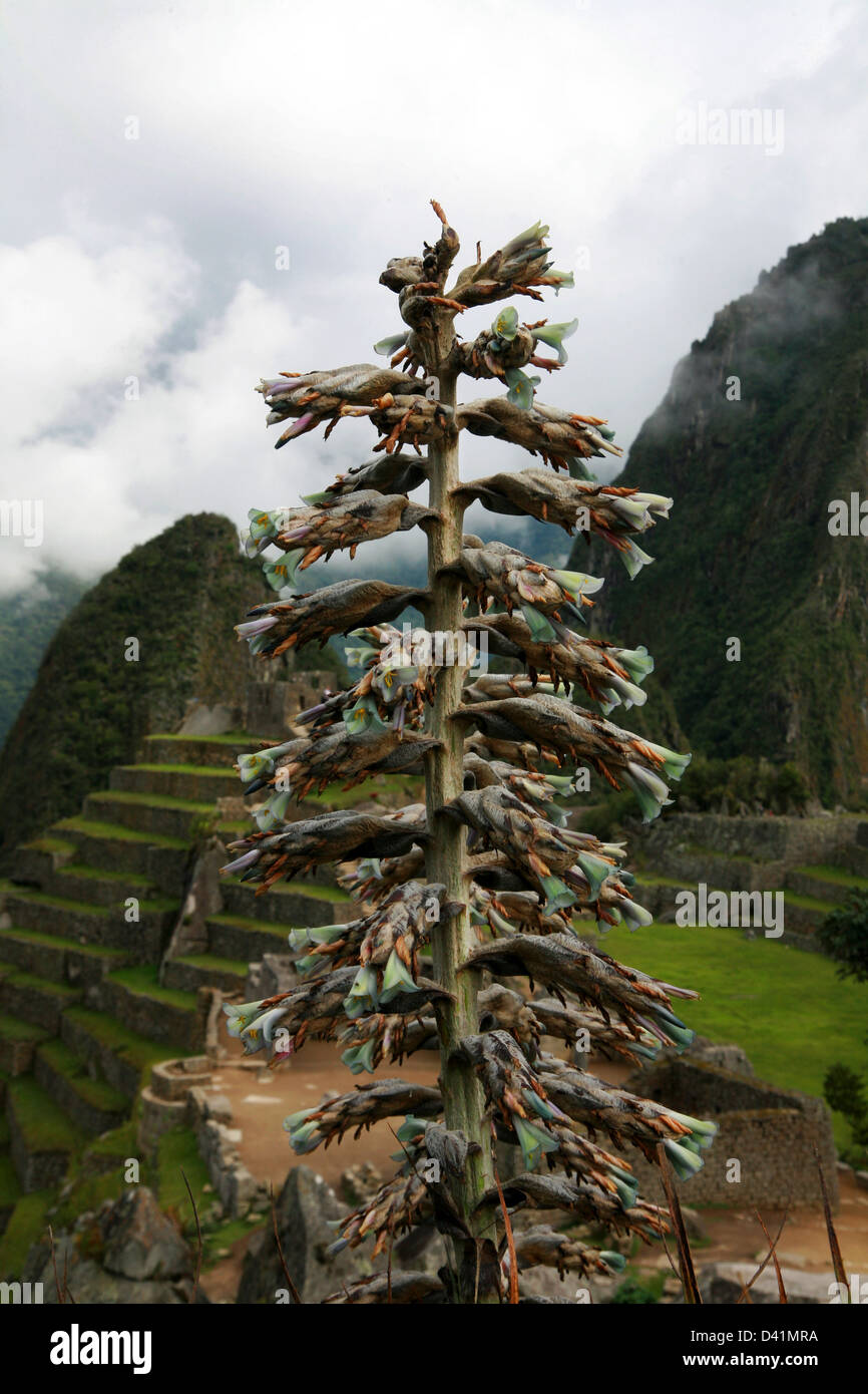 Puja-Pflanze über Machu Picchu mit Huayna Picchu Berg im Hintergrund Stockfoto