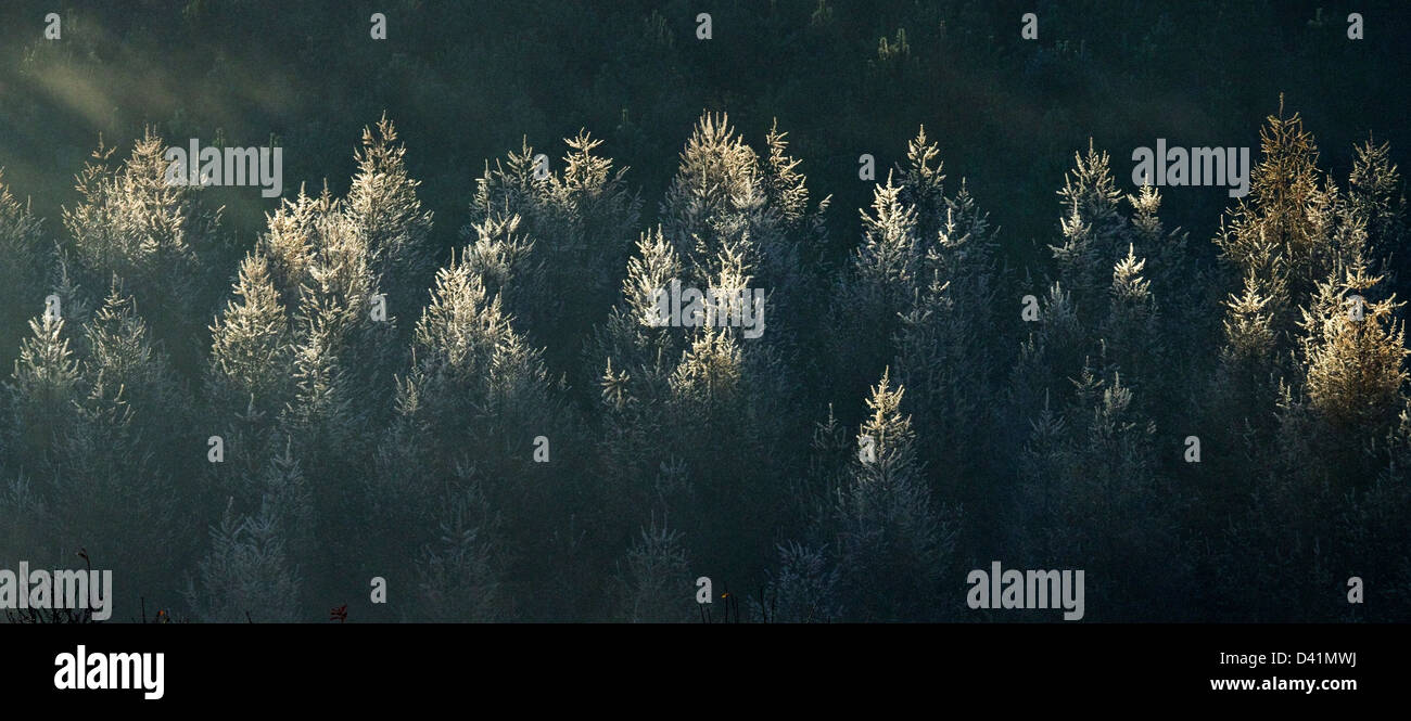 Nebel und mattierte Tree tops atemberaubende herbstliche Farbtöne Tönungen und Farbe von Waldgebiete und Wälder auf Cannock Chase Bereich des Oustandin Stockfoto
