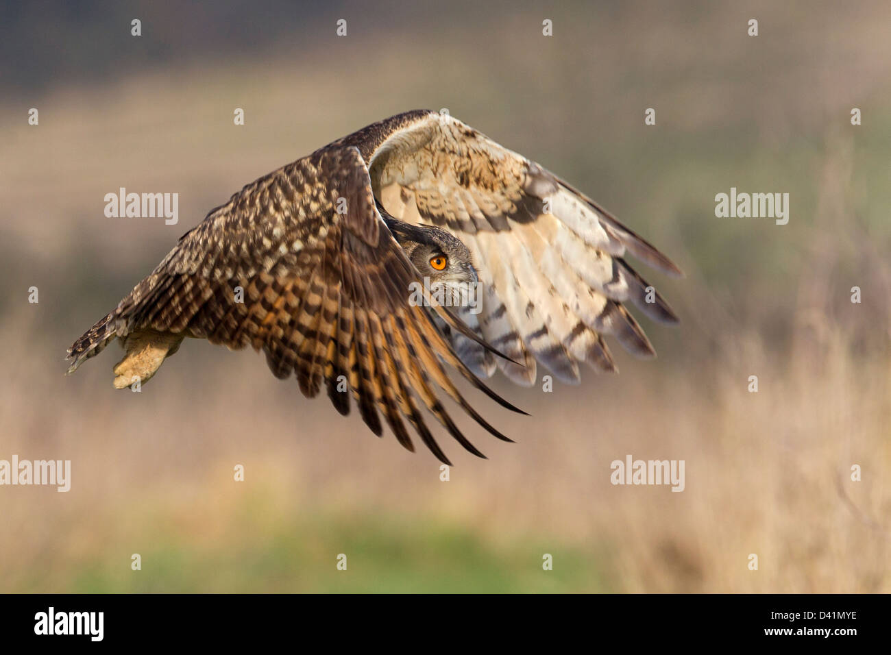 Europäischer Uhu Stockfoto