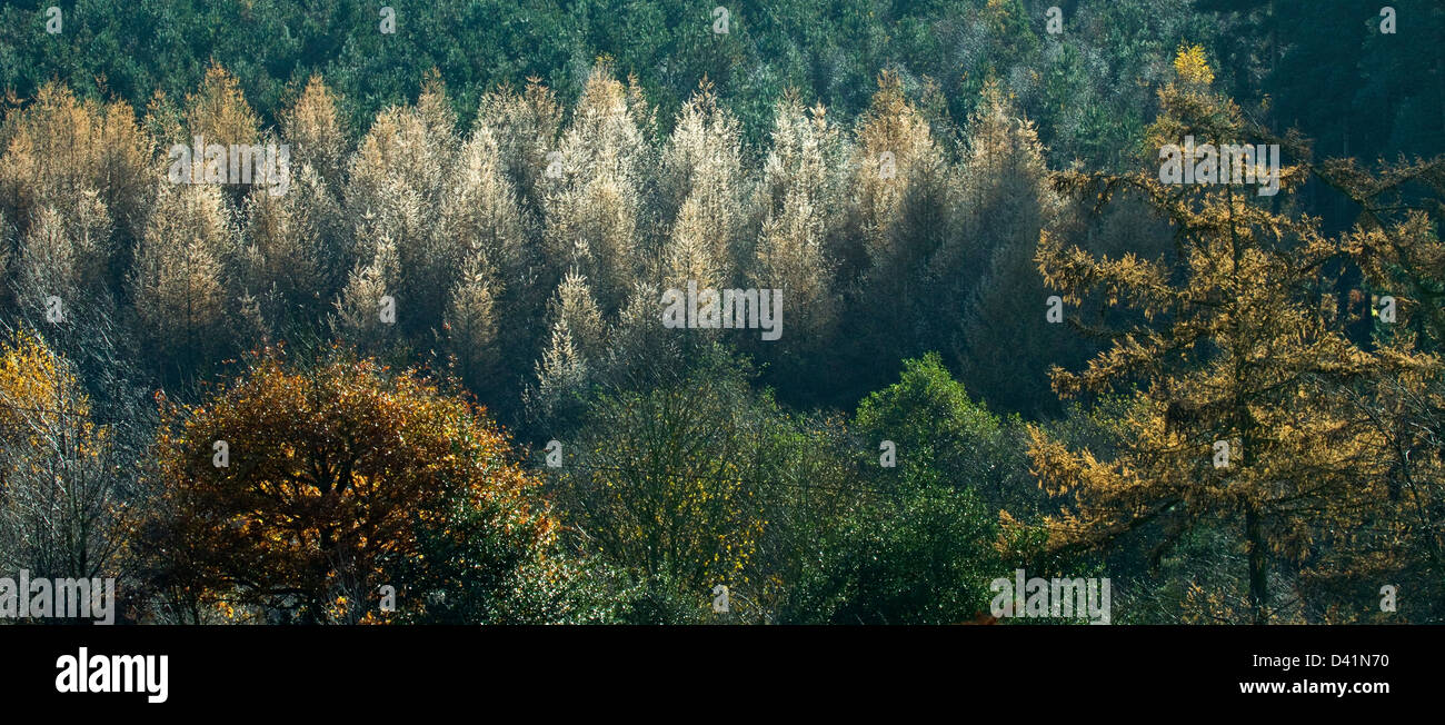 Nebel und frost atemberaubende herbstliche Farbtöne Tönungen und Farbe von Waldgebiete und Wälder auf Cannock Chase Bereich Außergewähnliche Natur sein Stockfoto