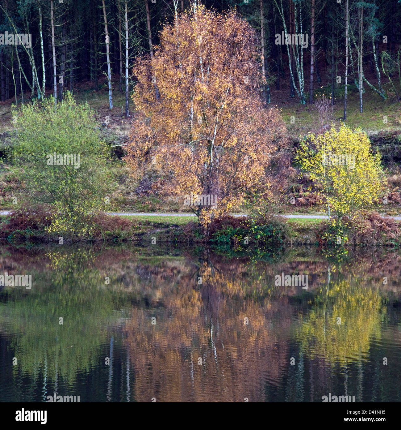 Atemberaubende herbstliche Farbtöne Tönungen und Farben spiegeln sich in Fair Oak Pools auf Cannock Chase Gebiet von Außergewähnliche natürlicher Schönheit im Herbst Stockfoto