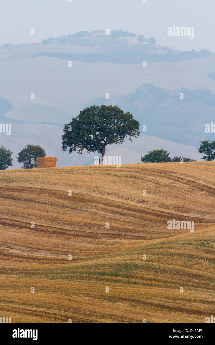 Geerntete Felder in der Val d ' Orcia, Toskana, Italien Stockfoto