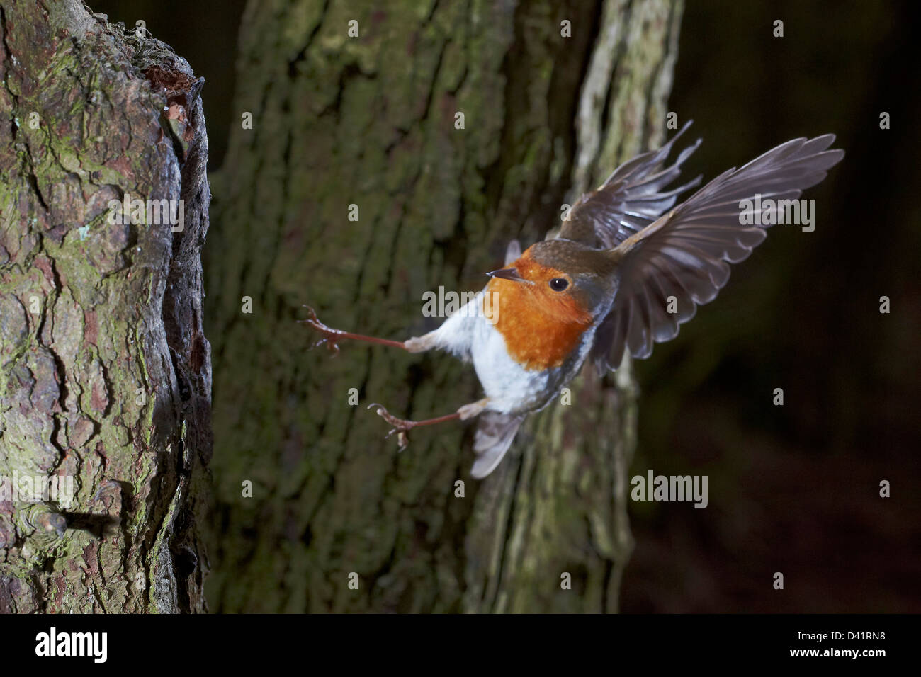 Robin, Erithacus Rubecula, während des Fluges, UK Stockfoto