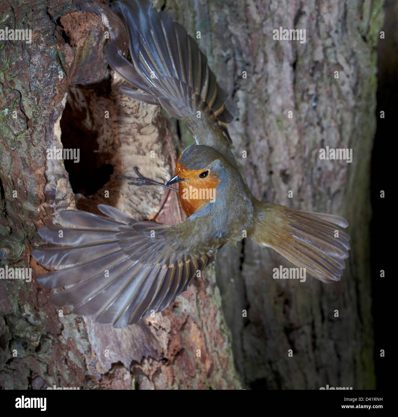Robin, Erithacus Rubecula, fliegen aus einem Loch in einem Baum, UK Stockfoto