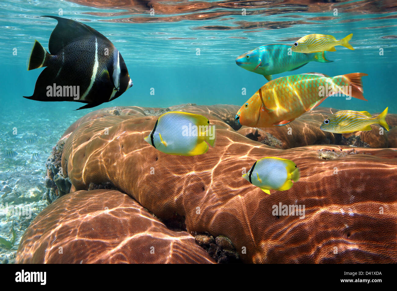 Unterwasser Meerestiere, bunte tropische Fische und Korallen im flachen Wasser, Karibik Stockfoto