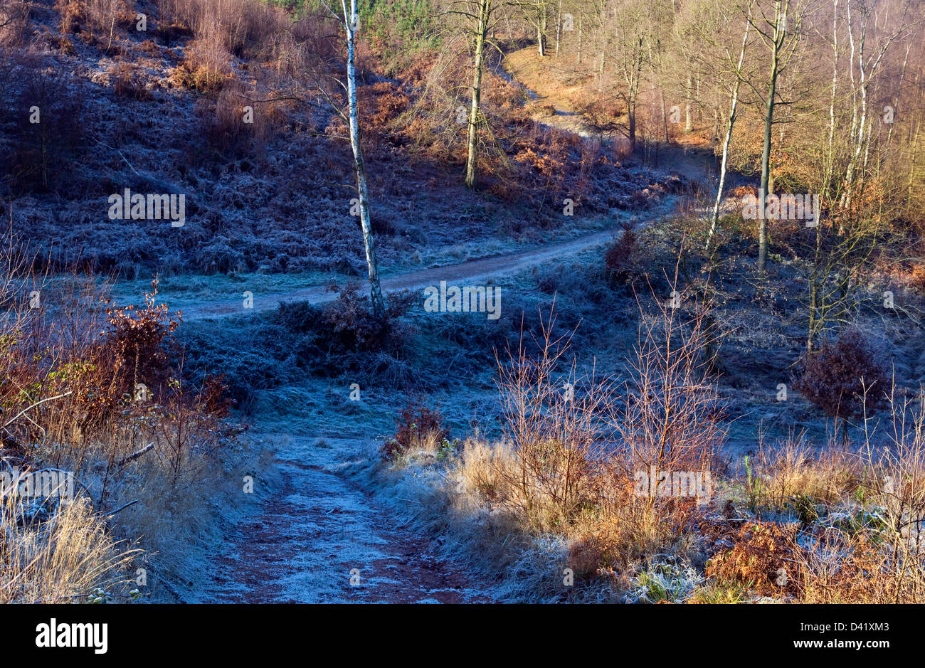 Frühe Frost erste Anzeichen des Winters auf der Cannock Chase Bereich der herausragende natürliche Schönheit im späten Herbst Staffordshire Stockfoto