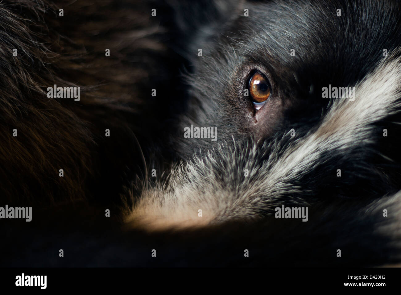 Auge des Hundes - Detail Stockfoto