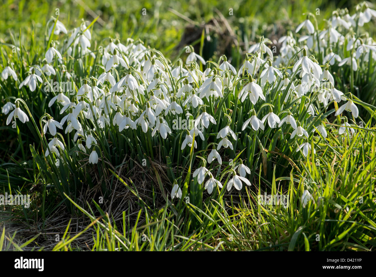 Ein Büschel von frischen weißen Schneeglöckchen Stockfoto