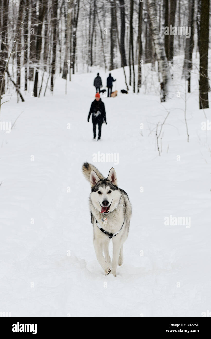 Husky walking im Schnee auf den wegen in Mont Royal Park im Winter, Parc du Mont-Royal, Montreal, Quebec, Kanada Stockfoto