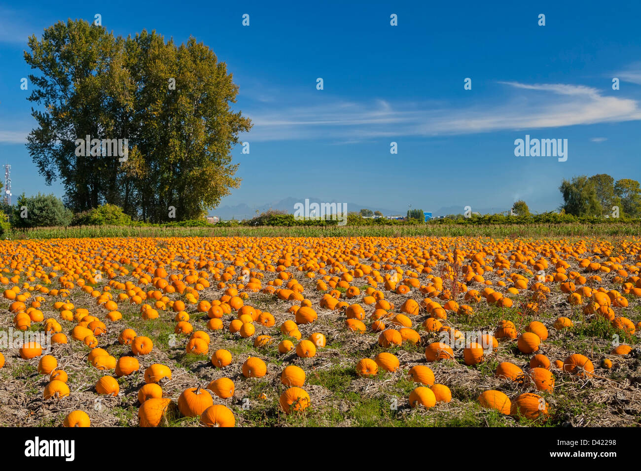 Kürbis Feld an einen leuchtenden Herbsttag Stockfoto