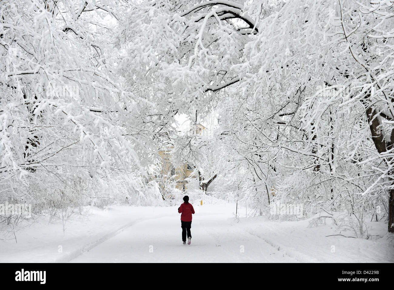 Frau läuft im Schnee bedeckt Mont Royal Park im Winter, Parc du Mont-Royal, Montreal, Quebec, Kanada Stockfoto