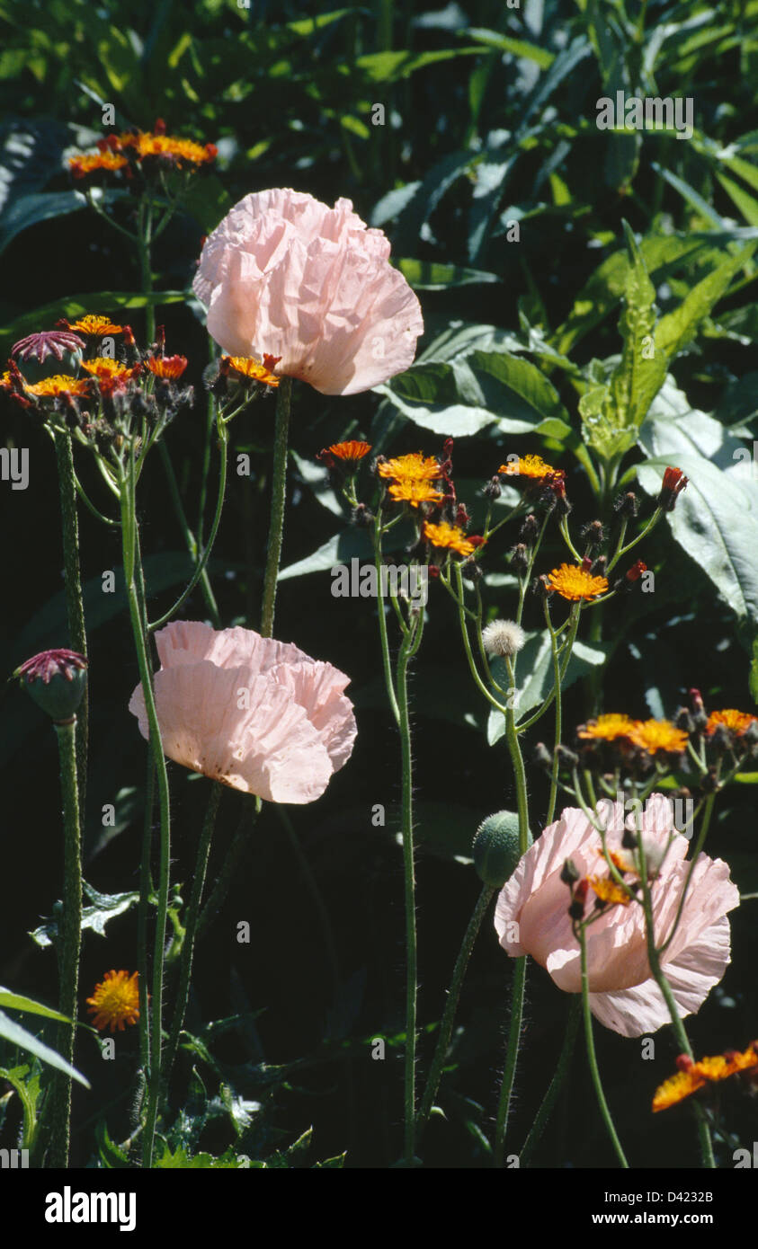 Nahaufnahme von blass rosa Mohnblumen und orange Falken Bart Stockfoto