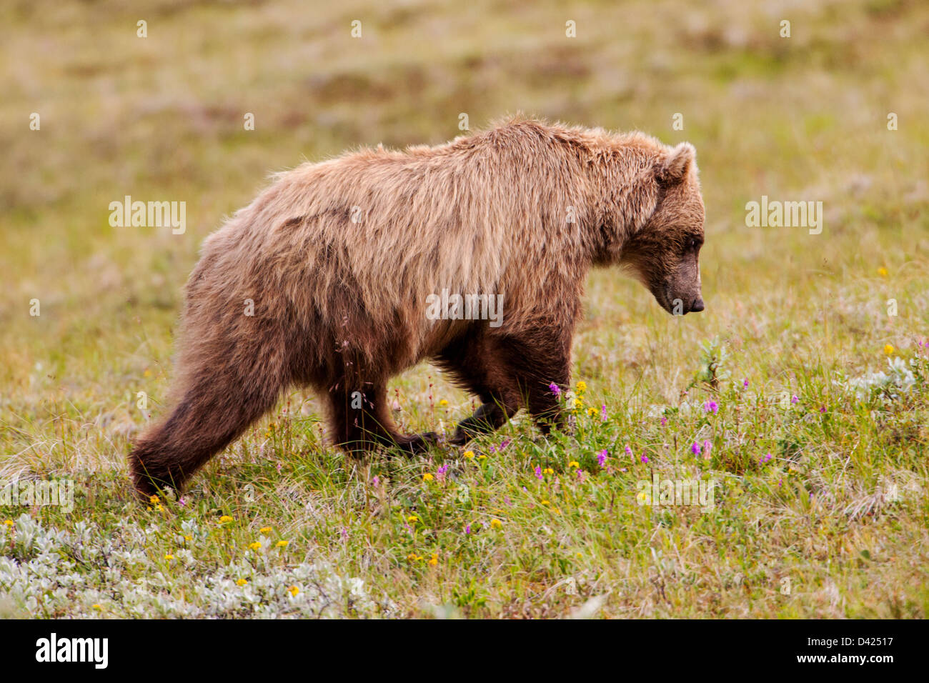 Grizzly Bär (Ursus Arctos Horribilis), Thorofare Pass, Denali National Park & Preserve, Alaska, USA Stockfoto