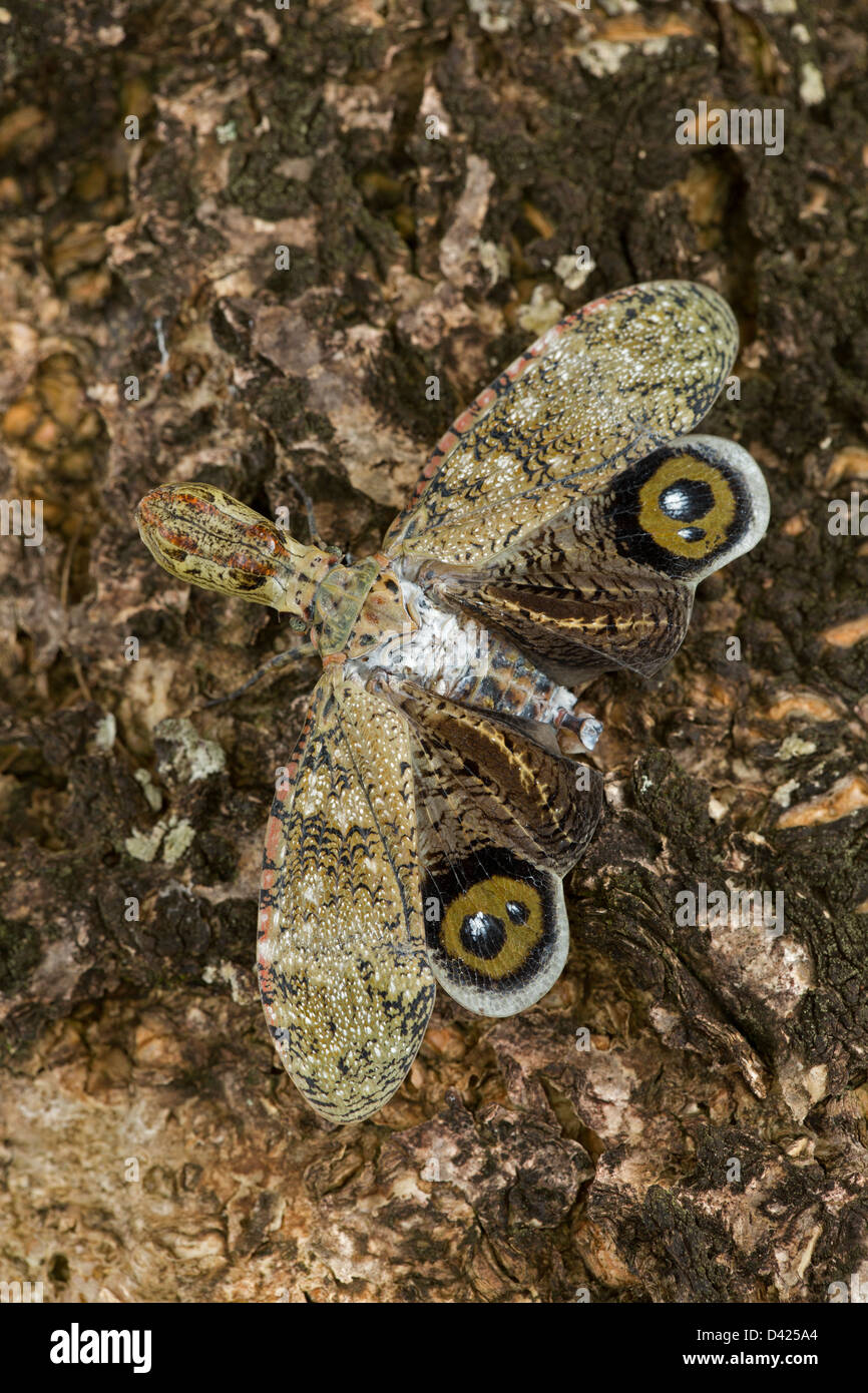 Lantern Fly - (Machaca) - Fulgora Lampetis - costarica - tropischer Trockenwald - Defensive Display zeigt Auge Flecken Stockfoto