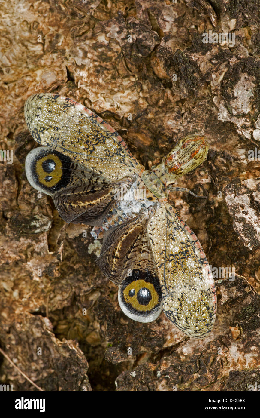Lantern Fly - (Machaca) - Fulgora Lampetis - costarica - tropischer Trockenwald - Defensive Display zeigt Auge Flecken Stockfoto