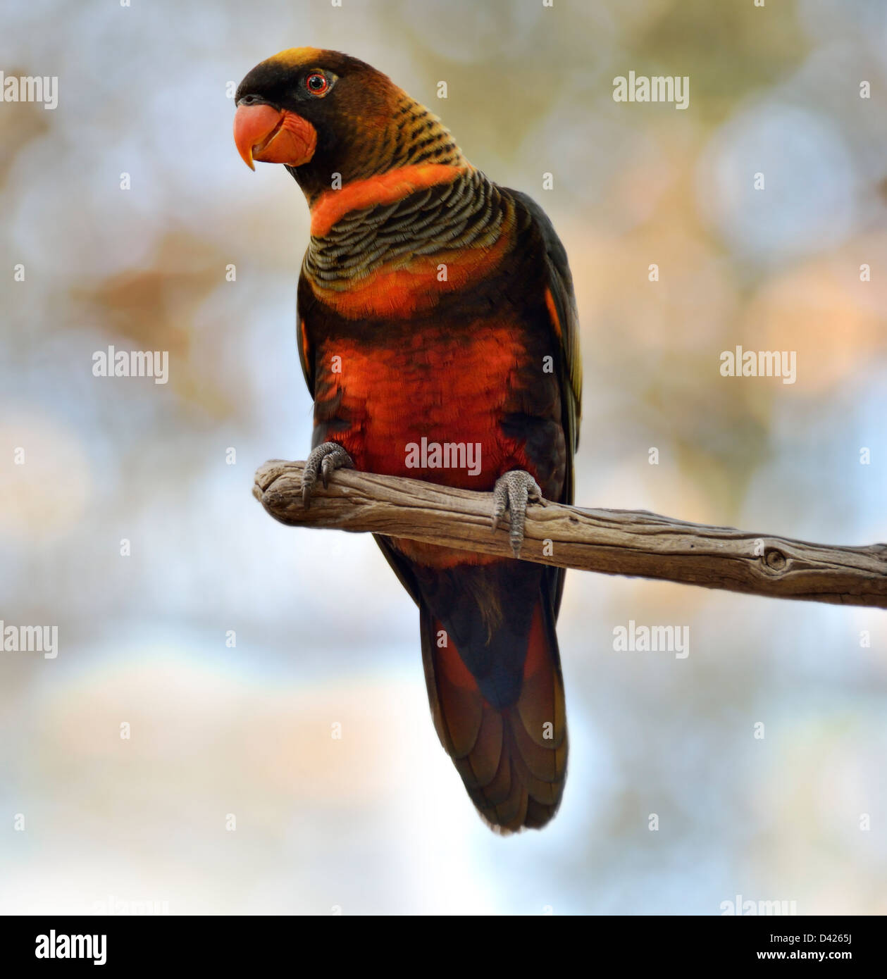 Bunte Papagei auf einem Ast sitzen Stockfoto