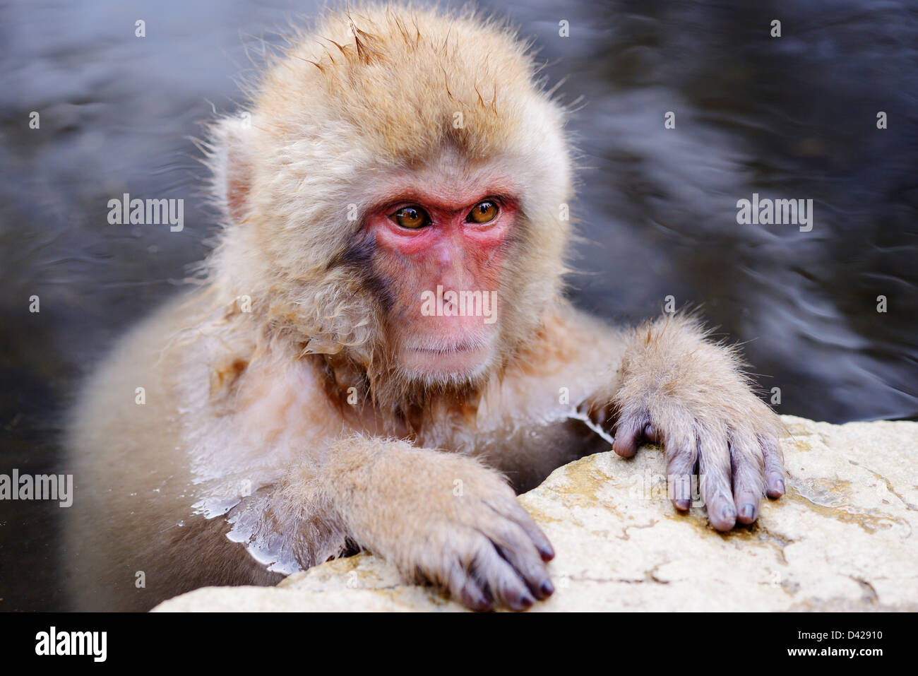 Einen japanischen Makaken entspannt sich in der heißen Quelle. Stockfoto