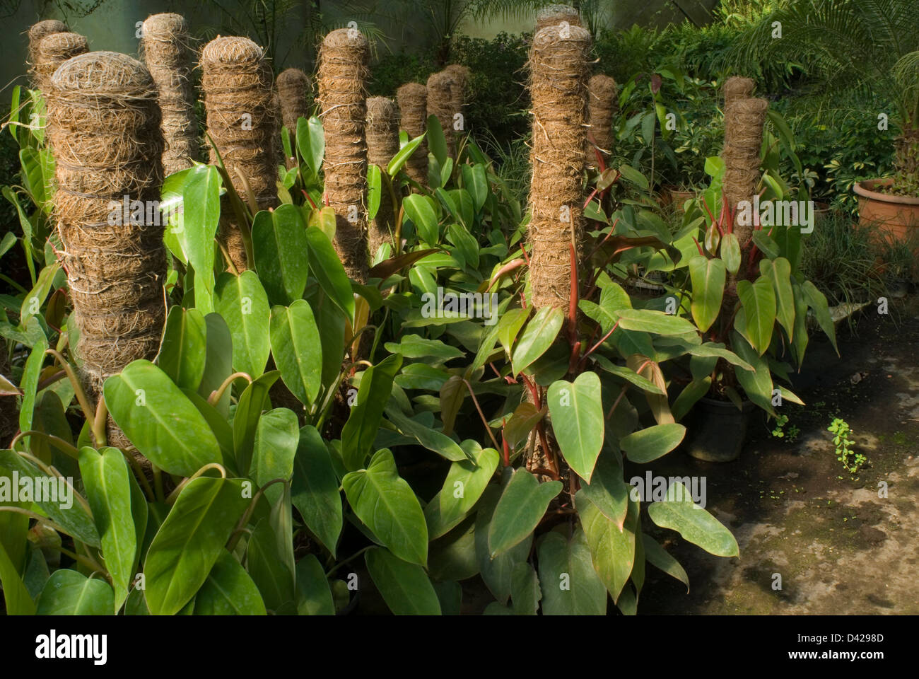 Syngonium Podophyllum "Borgundi", Aronstabgewächse Stockfoto