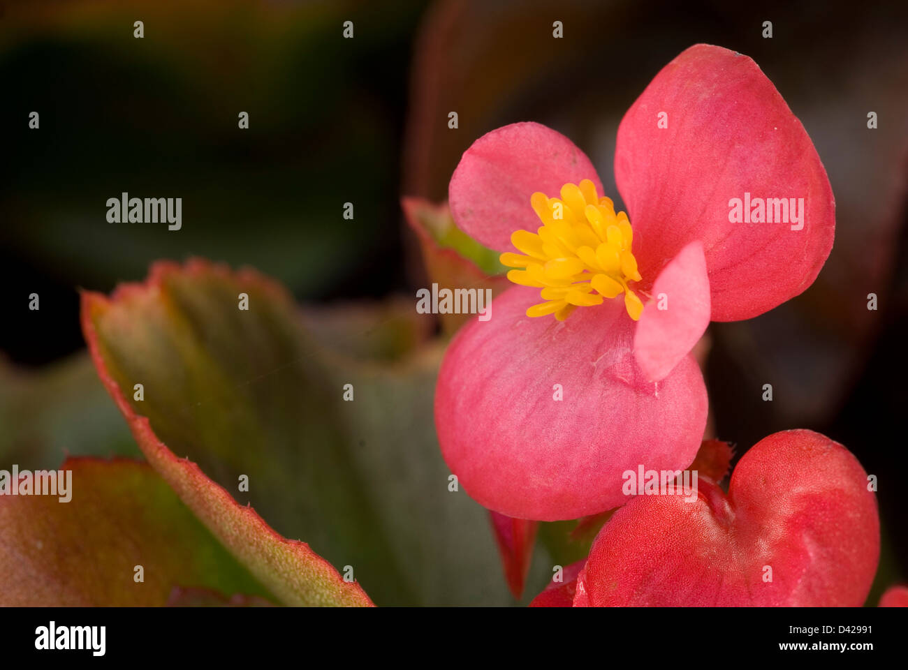 Faserige Wurzeln Begonie Begonia Semperflorens, Begoniaceeae Stockfoto