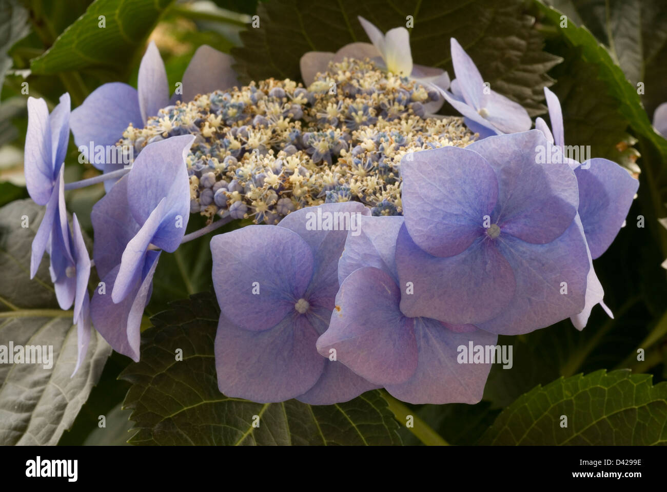 Hydrangea Macrophylla 'Blaumeise', Hortensia, Hydrangeaceae Stockfoto