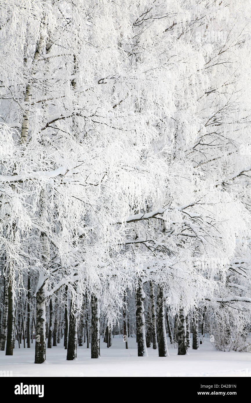 Russischer Winter im Birkenhain Stockfoto