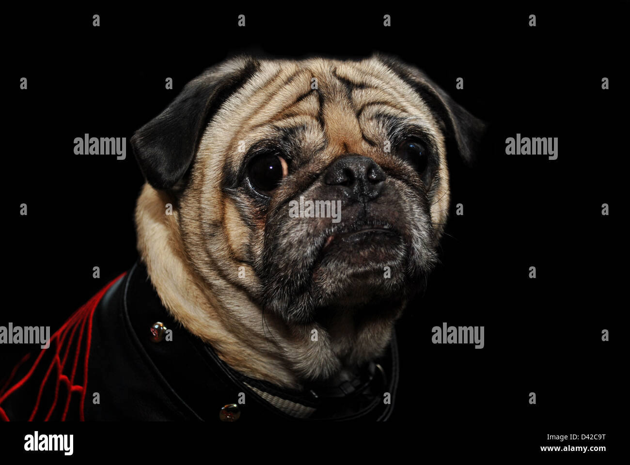 Mops in schwarz Stockfoto