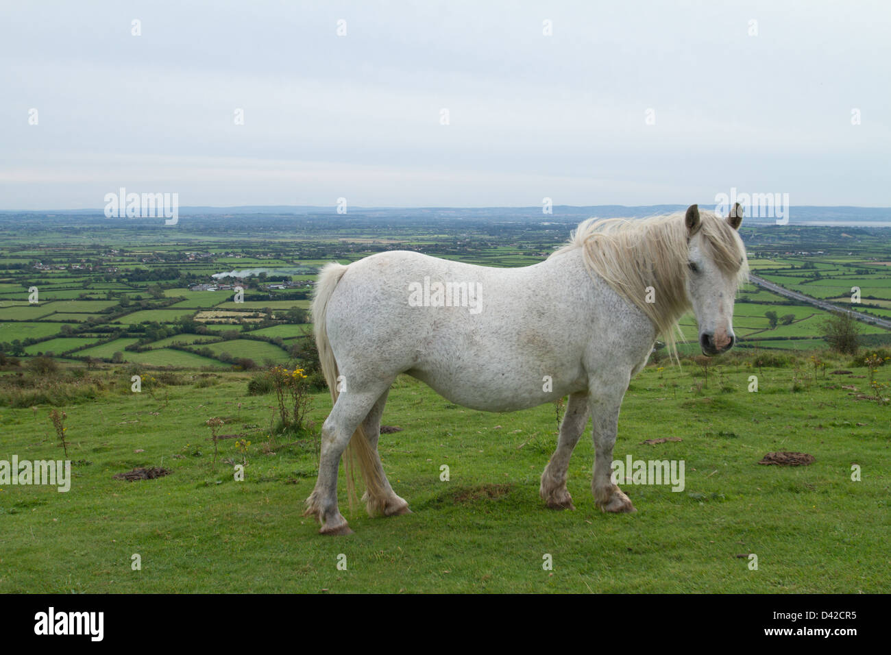 Pferd auf Crook Gipfel über Somerset Levels Stockfoto