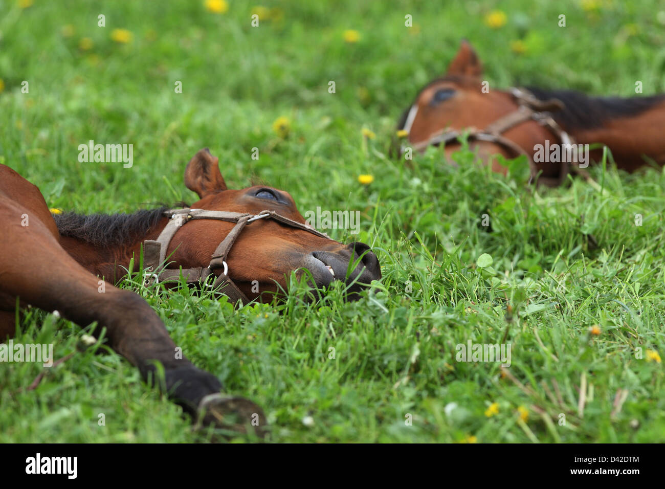 Görlsdorf, Deutschland, sind Pferde in einen tiefen Schlaf auf der Weide Stockfoto