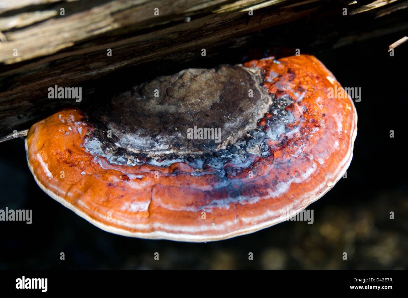 Baum-Pilz: Red Belted Polypore (Fomitopsis Pinicola) Stockfoto