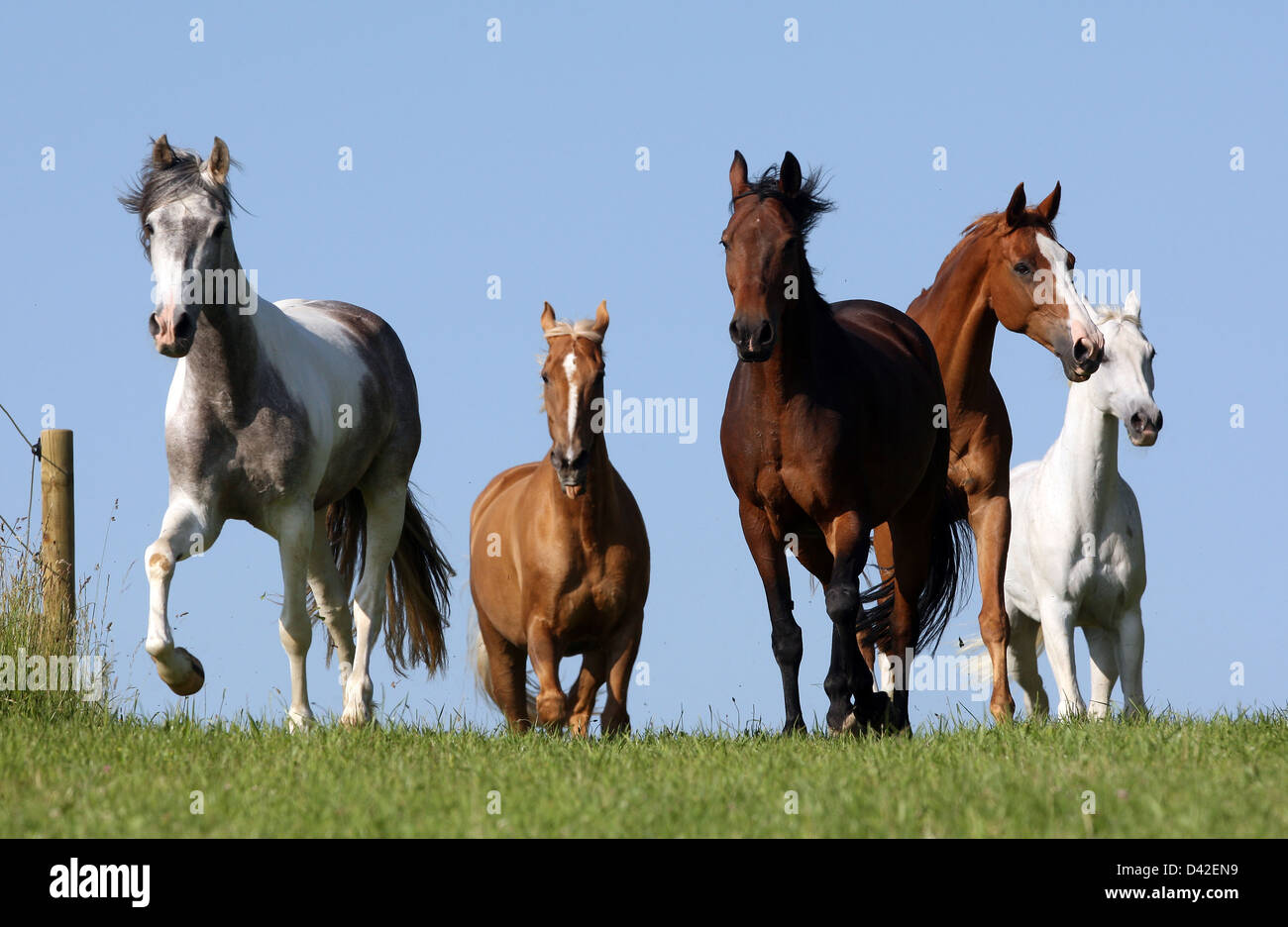 Oberoderwitz, Deutschland, Pferde Trab auf der Weide Stockfoto